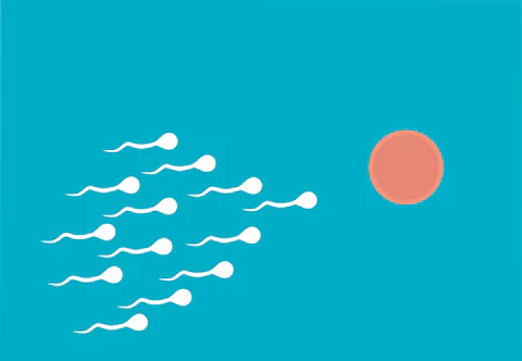 Lees meer over het artikel Sperma, de betekenis, functie, tips en feiten