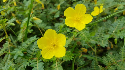 Lees meer over het artikel De werking van Tribulus-terrestris